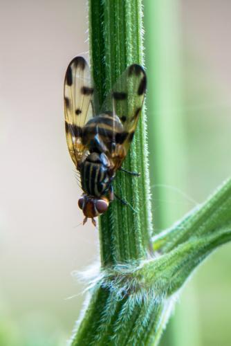 Otites porcus